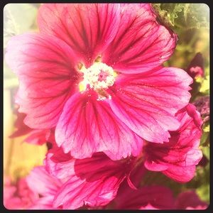 Meet your Posher, Ann
